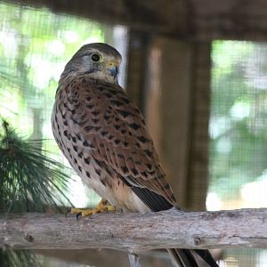 Eurasian Kestrel