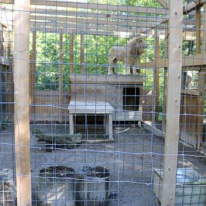 White Lion holding enclosure