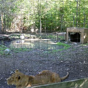 Lion Enclosure (right side)