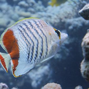 Chaetodon paucifasciatus