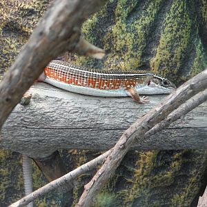 Gerrhosaurus nigrolineatus or G. flavigularis