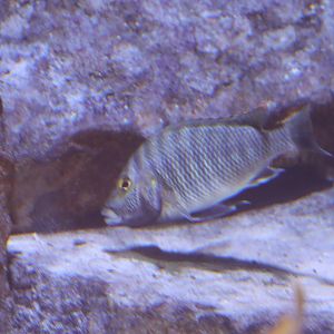 Tanganyka Cichlid ID