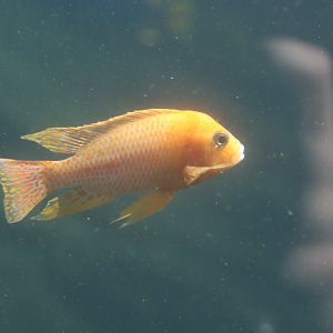 Malawi Cichlid ID