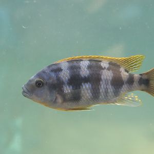 Malawi Cichlid ID (Petrotilapia)