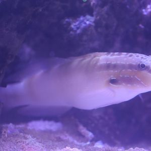 Goby ID