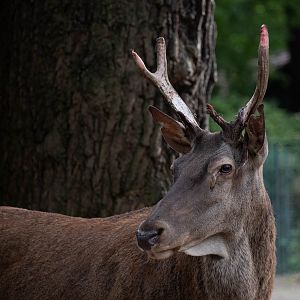 Barbary red deer - Cervus elaphus barbarus