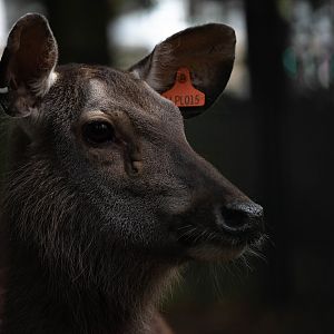 Indian sambar - Rusa unicolor niger