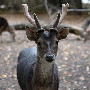 Javan rusa - Rusa timorensis