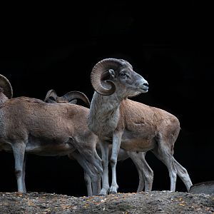 Marco Polo argali - Ovis ammon polii