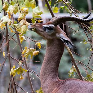 Southern gerenuk - Litocranius walleri walleri