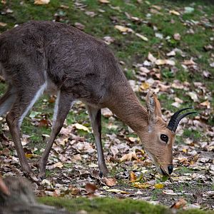 Southern mountain reedbuck - Redunca fulvorufula fulvorufula