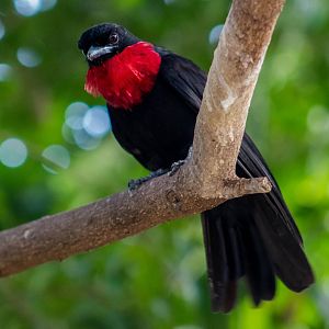 Purple-throated fruitcrow