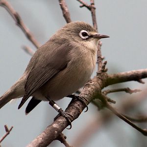 Saipan bridled white-eye