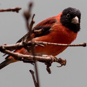 Red siskin