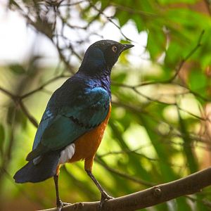 Superb starling : Exmoor Zoo : 16 Sep 2020