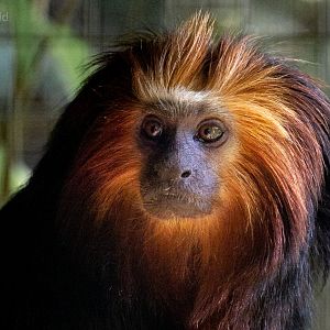 Golden-headed lion tamarin : Exmoor Zoo : 16 Sep 2020