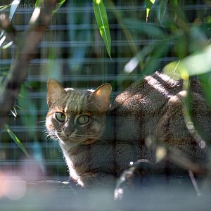 Rusty-spotted cat (Sri Lankan rusty-spotted cat) : Exmoor Zoo : 16 Sep 2020