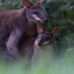 Dusky pademelon : Exmoor Zoo : 16 Sep 2020