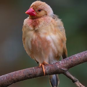 Red-billed quelea : Exmoor Zoo : 16 Sep 2020