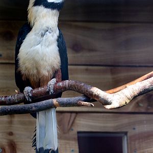 Visayan hornbill (Visayan tarictic hornbill) : Exmoor Zoo : 16 Sep 2020