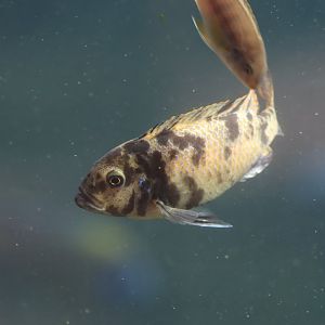 Cichlid ID