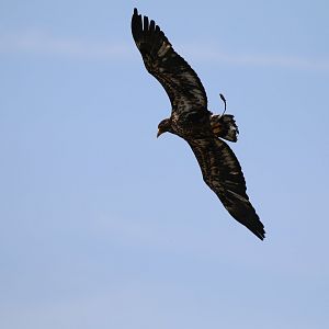 Haliaeetus ID