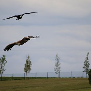 Gyps ID (Gyps fulvus or himalayensis)