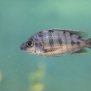 Cichlid ID