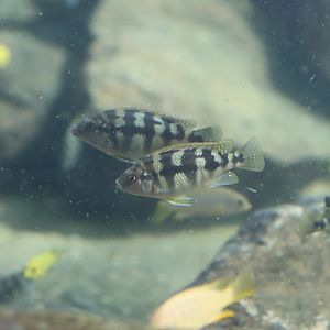 Cichlid ID