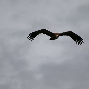 Gyps ID (Gyps fulvus or himalayensis)