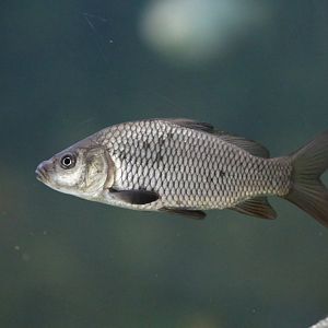 Fish ID