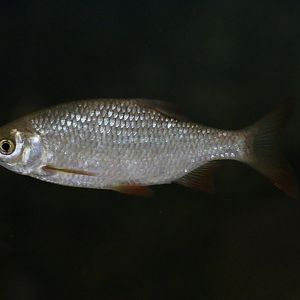 Fish ID