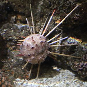 Urchin ID