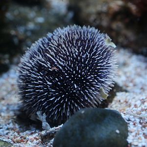 Urchin ID