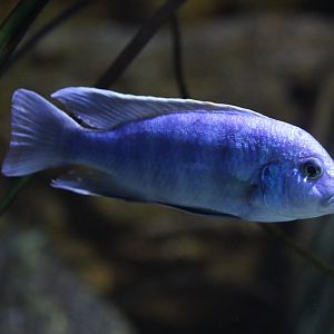 Cichlid ID