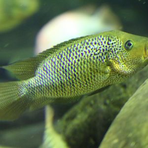 Cichlid ID