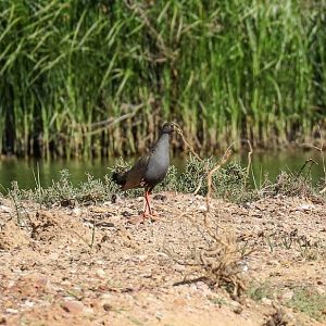 Black-tailed Native Hen