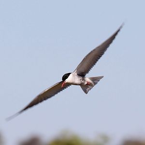 Whiskered Tern