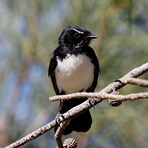 Willie Wagtail