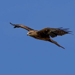 Black Kite