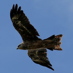 Black Kite