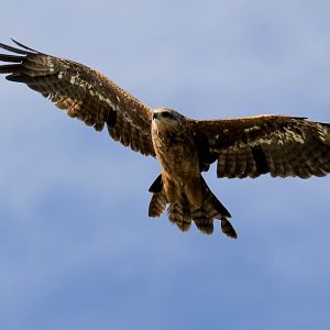Black Kite