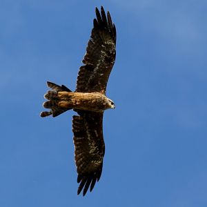Black Kite
