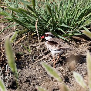 Black-fronted Dotterel