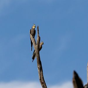 Cockatiel pair