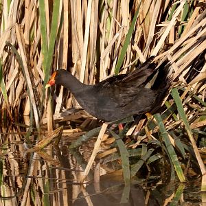Dusky Moorhen
