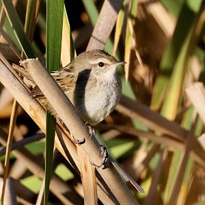 Little Grassbird