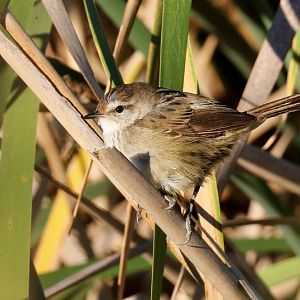 Little Grassbird