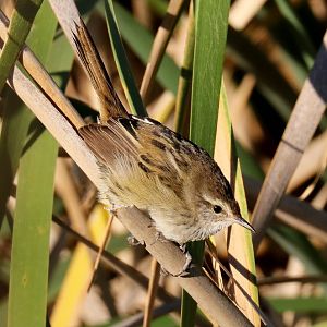 Little Grassbird