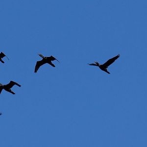 Little Black Cormorants